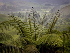 NEW ZEALAND Taumarunui